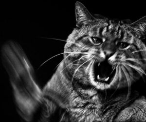 ���-��������� ���� ������� �� �������